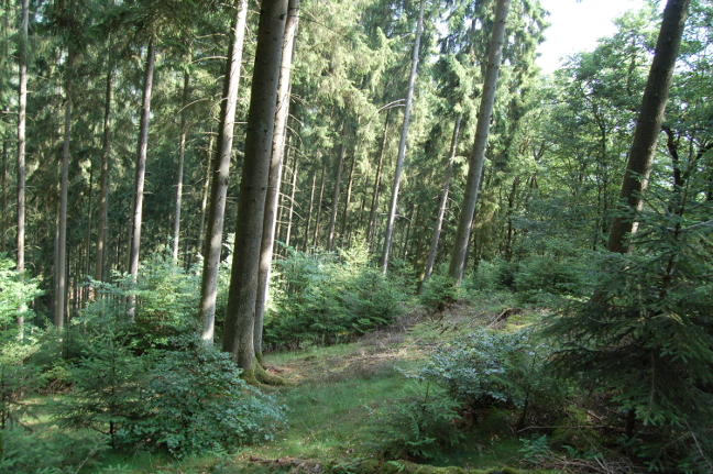 Wald