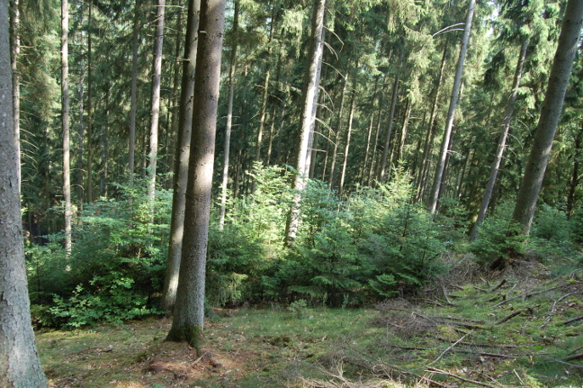 Wald