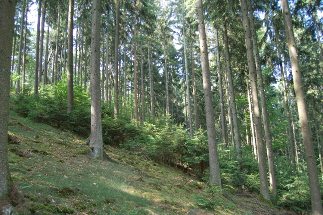 Wald